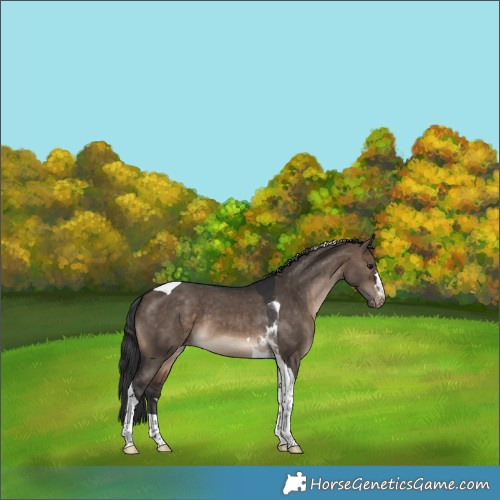 Horse Color:Brown Dun Tobiano Varnish 