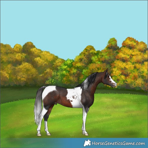 Horse Color:Brown Tobiano Appaloosa 