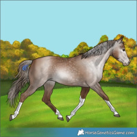 Horse Color:Gray Black Pearl Tobiano 
