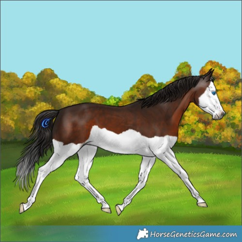 Horse Color:Gray Bay Splash 