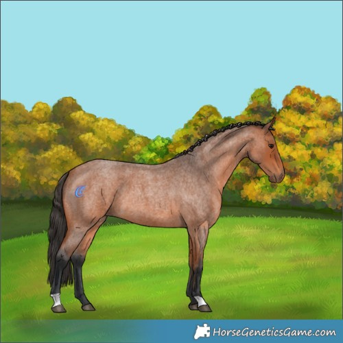 Horse Color:Bay Roan 