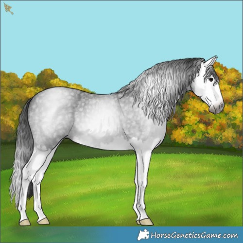 Horse Color:Gray Smoky Blue Roan Splash 