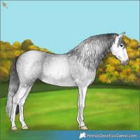 Horse Color:Gray Smoky Blue Roan Splash 