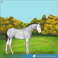 Horse Color:Gray Smoky Blue Roan Splash
