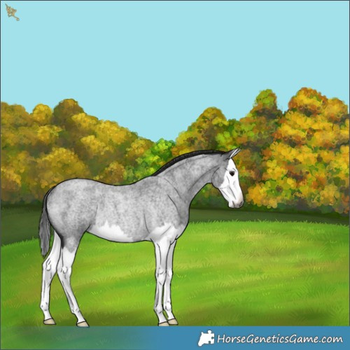 Horse Color:Gray Smoky Blue Roan Splash Rabicano 