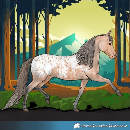 Horse Color:Bay Appaloosa 