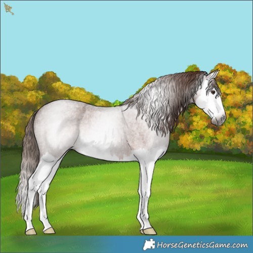 Horse Color:Gray Red Roan Splash 