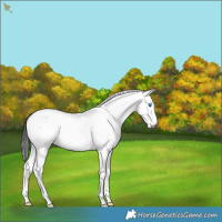 Horse Color:Gray Bay Roan Splash Fewspot 