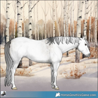 Horse Color:Gray Bay Dun Sabino Rabicano