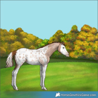 Horse Color:Gray Gold Champagne Roan Splash Appaloosa