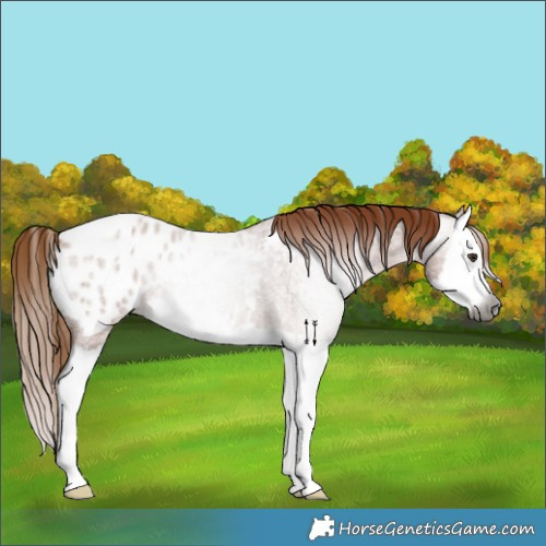 Horse Color:Gray Red Roan Splash Appaloosa 