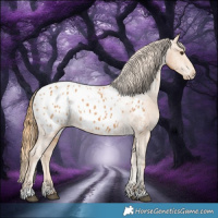 Horse Color:Chestnut Appaloosa 