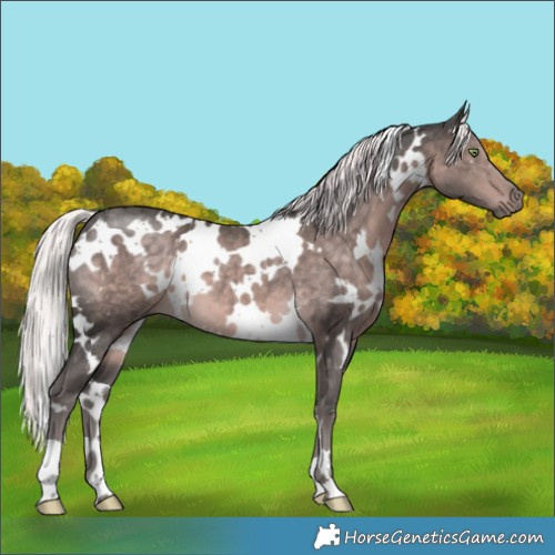 Horse Color:Platinum White Spotted Chocolate Palomino 