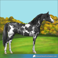 Horse Color:Platinum White Spotted Black