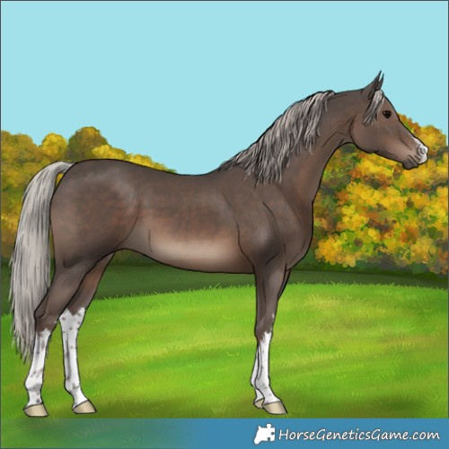 Horse Color:White Spotted Silver Black 