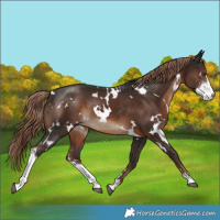 Horse Color:White Spotted Liver Chestnut Sabino 
