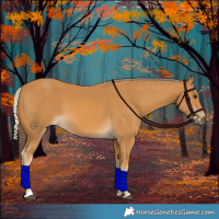 Horse Color:Palomino 