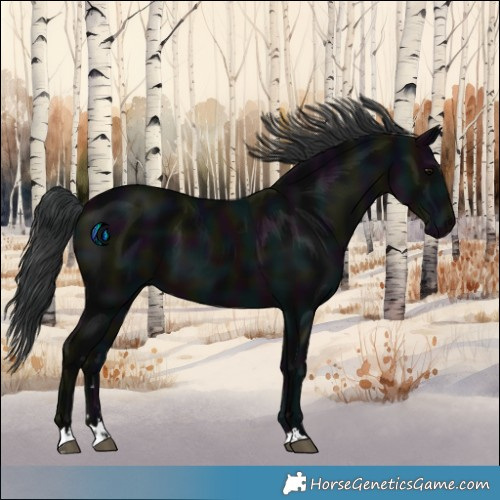 Horse Color:Midnight Black 