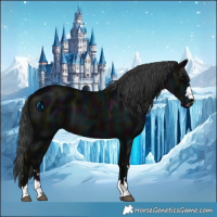Horse Color:Midnight Black 