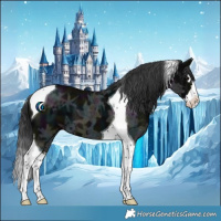 Horse Color:Midnight Black Ice Splash Tobiano 