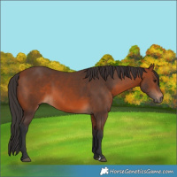 Horse Color:Bay 
