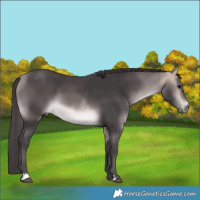 Horse Color:Platinum Buckskin Rabicano 
