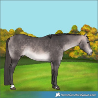 Horse Color:Platinum Buckskin Rabicano