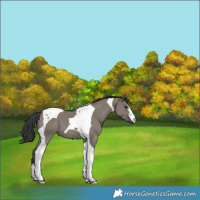 Horse Color:Grullo Tobiano 