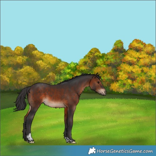 Horse Color:Brown Tobiano Rabicano 