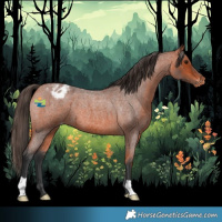 Horse Color:Bay Roan Appaloosa