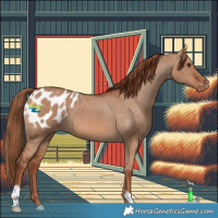 Horse Color:Red Dun Appaloosa 
