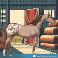 Horse Color:Red Dun Appaloosa 
