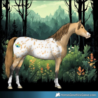 Horse Color:Buckskin Dun Appaloosa