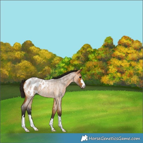 Horse Color:Gray Buckskin Roan Appaloosa 