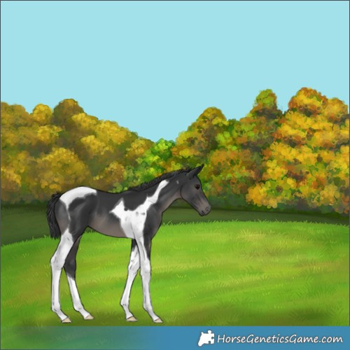 Horse Color:Black Mushroom Tobiano 