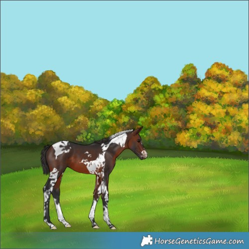 Horse Color:Brown Tobiano 