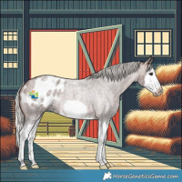 Horse Color:Silver Brown Roan Splash Frame Appaloosa 