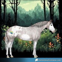 Horse Color:Silver Brown Roan Splash Frame Appaloosa
