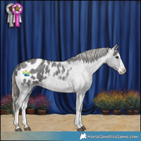 Horse Color:Smoky Blue Roan Splash Appaloosa 