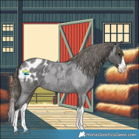 Horse Color:Smoky Blue Roan Splash Appaloosa 
