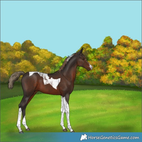 Horse Color:Liver Chestnut Tobiano 