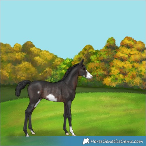 Horse Color:Brown Frame Rabicano 