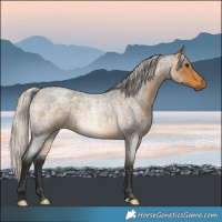 Horse Color:Silver Buckskin Roan 