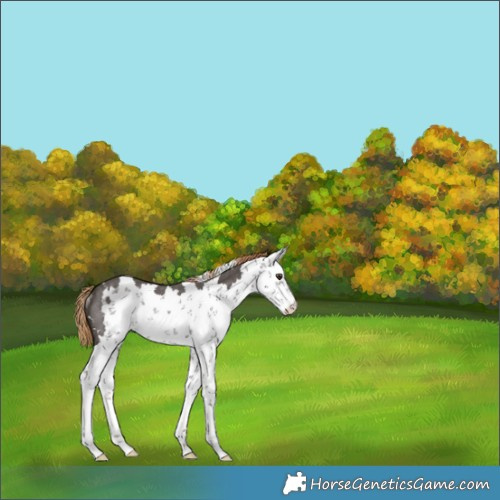 Horse Color:Liver Chestnut Sabino Rabicano 