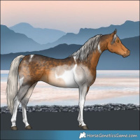 Horse Color:Silver Buckskin Tobiano