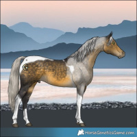 Horse Color:Silver Buckskin Tobiano
