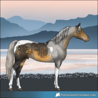 Horse Color:Silver Buckskin Tobiano