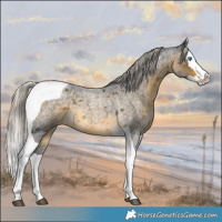 Horse Color:Silver Buckskin Roan Splash Tobiano 
