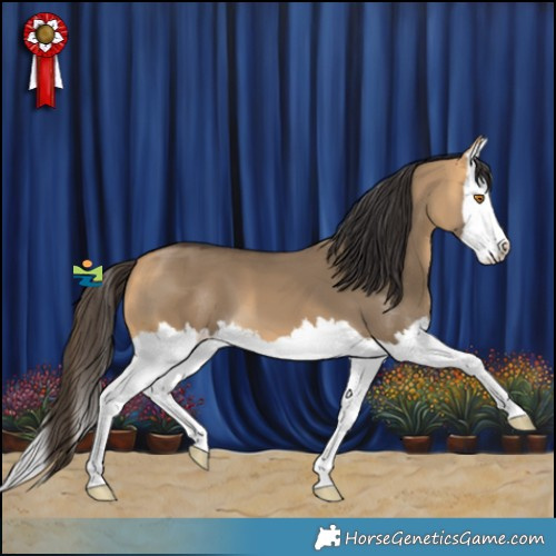 Horse Color:Buckskin Dun Splash 