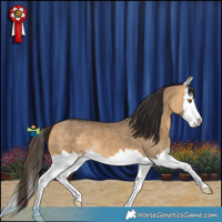 Horse Color:Buckskin Dun Splash 